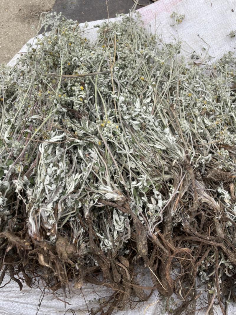 翻白草正品纯野生血糖的克星
