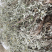 翻白草正品纯野生血糖的克星
