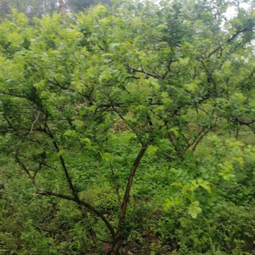 贵州刺梨，果大汁多，富含丰富的维生素c
