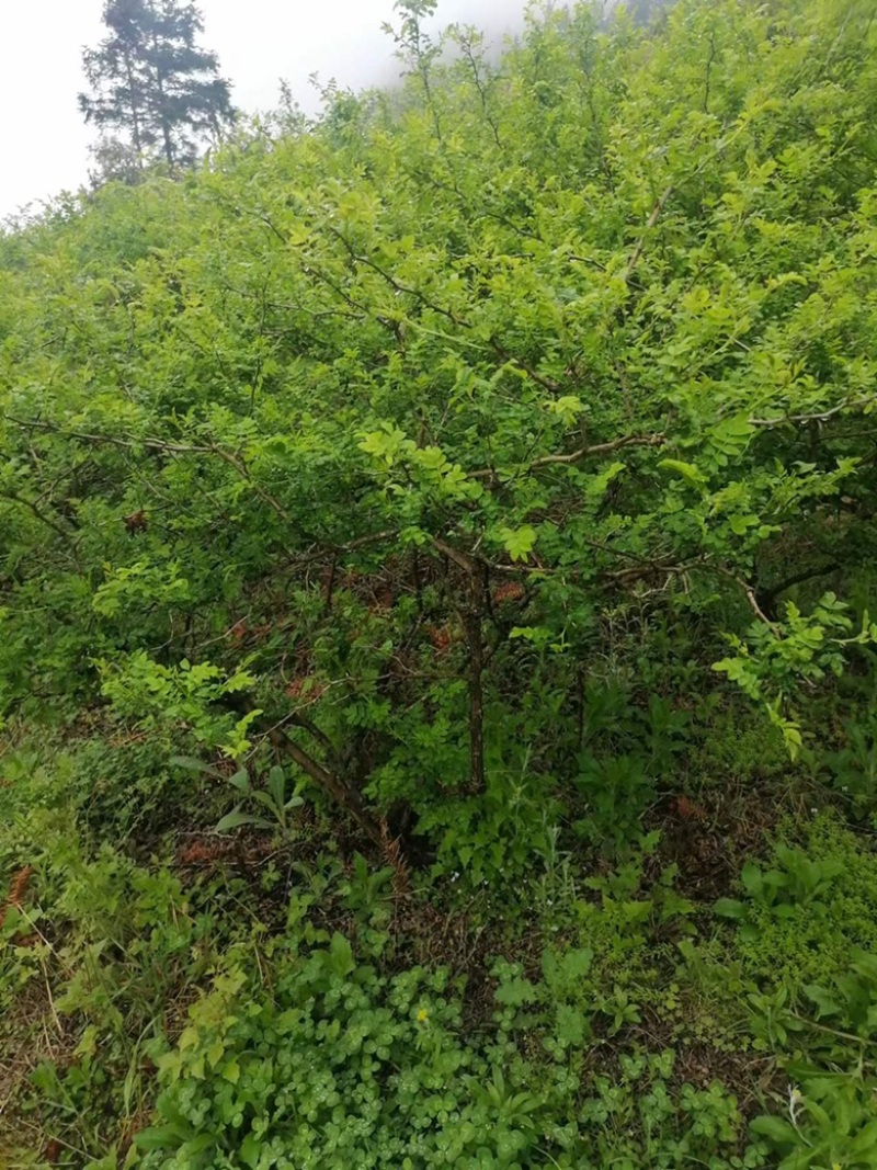 贵州刺梨，果大汁多，富含丰富的维生素c