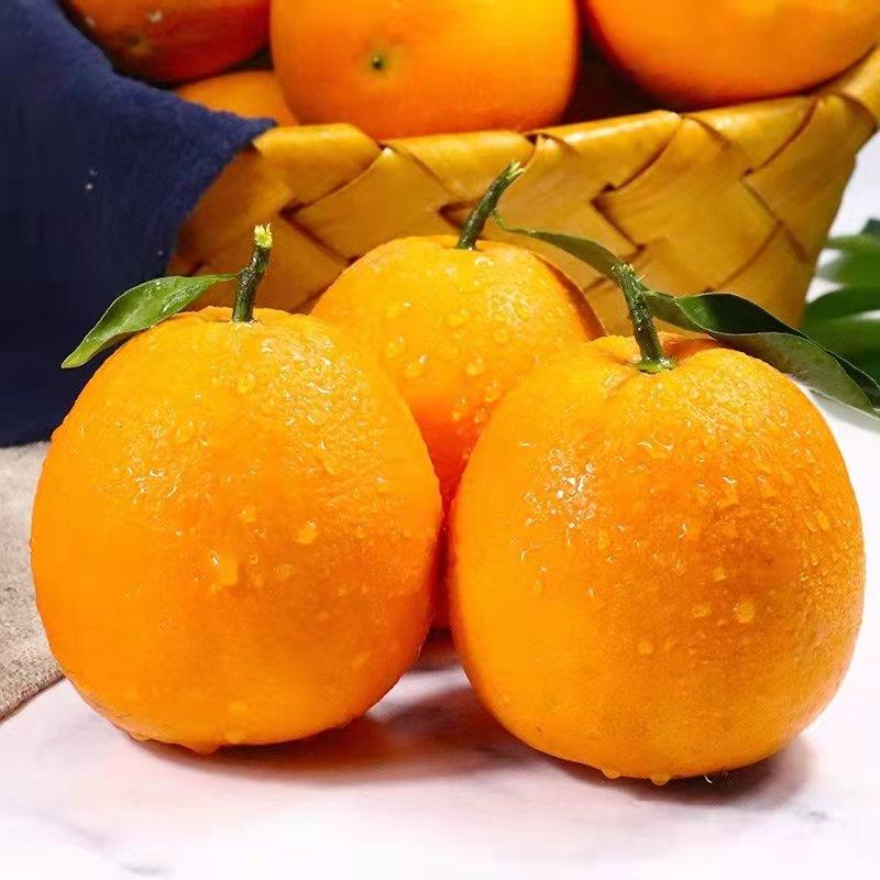 精品夏橙橙子柑橘柑桔产地直发，支持视频看货