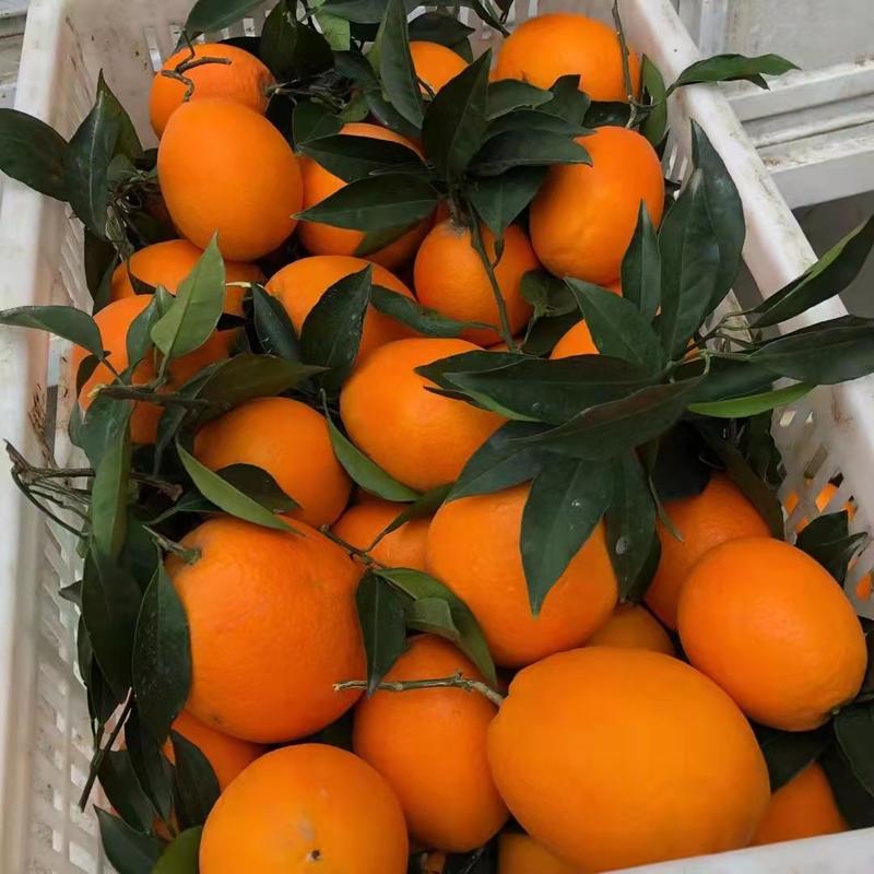 精品夏橙橙子柑橘柑桔产地直发，支持视频看货