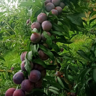 珍珠李，脆皮李，熟透时肉甜汁多，皮薄