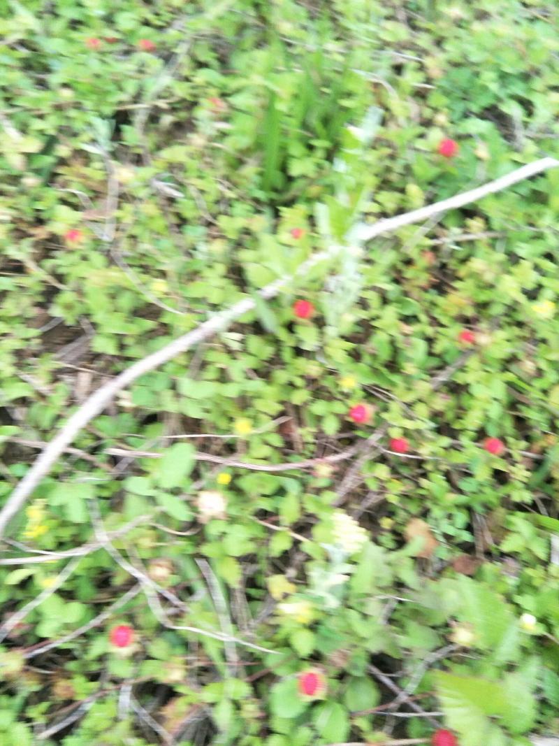 野生蛇莓苗，天然生长，自然有机，无农药化肥，药性强，可绿