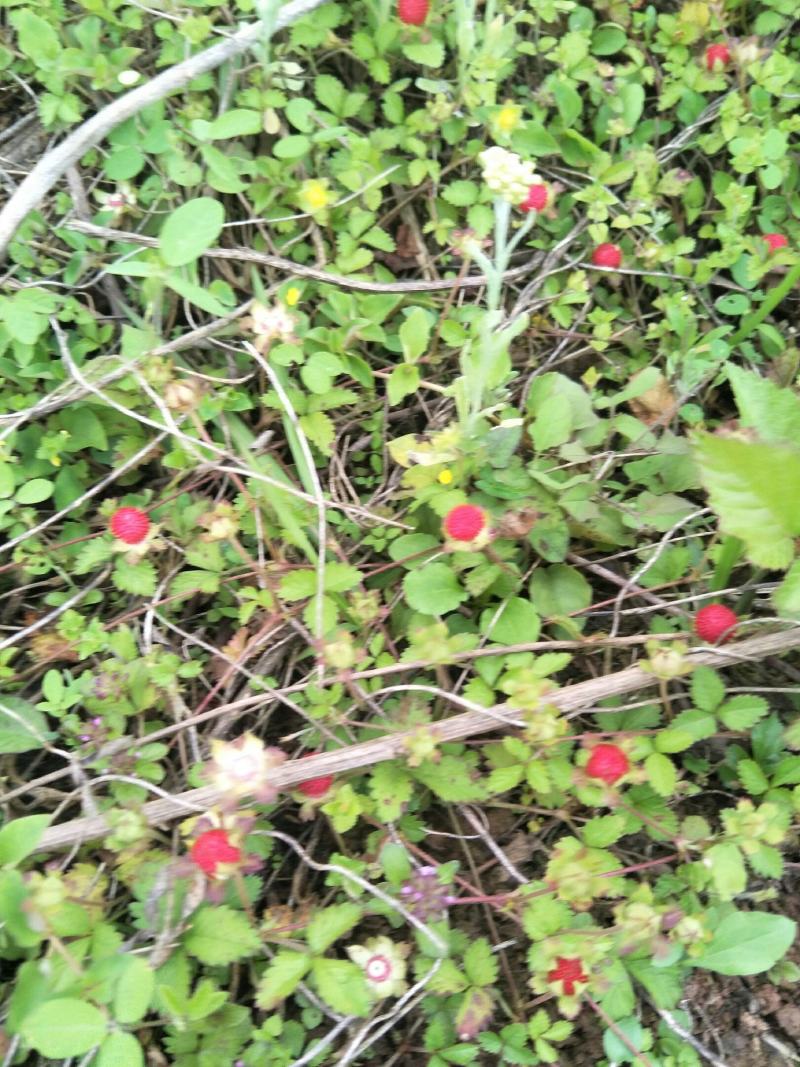 野生蛇莓苗，天然生长，自然有机，无农药化肥，药性强，可绿