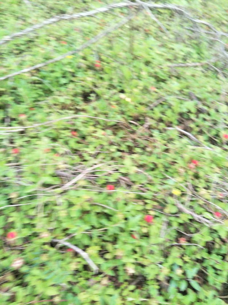 野生蛇莓苗，天然生长，自然有机，无农药化肥，药性强，可绿