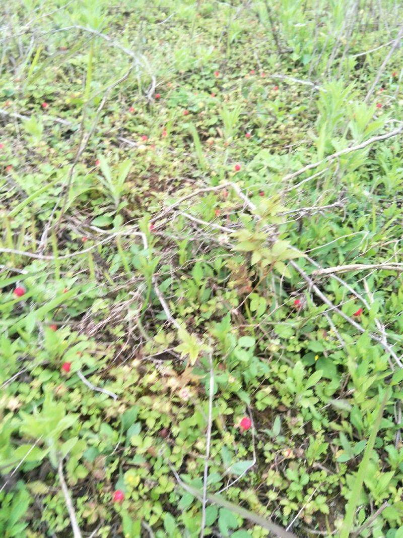 野生蛇莓苗，天然生长，自然有机，无农药化肥，药性强，可绿