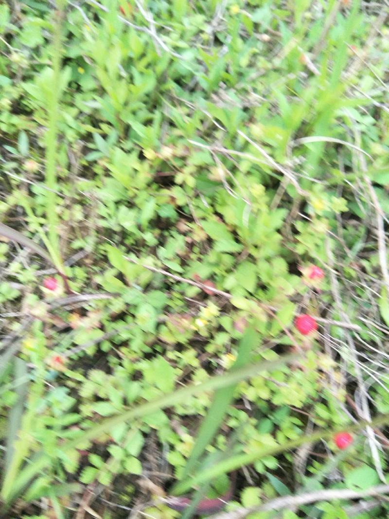野生蛇莓苗，天然生长，自然有机，无农药化肥，药性强，可绿