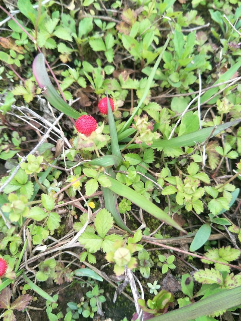野生蛇莓苗，天然生长，自然有机，无农药化肥，药性强，可绿