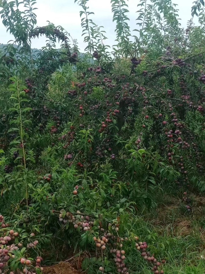 珍珠李，脆皮李，熟透时肉甜汁多，皮薄