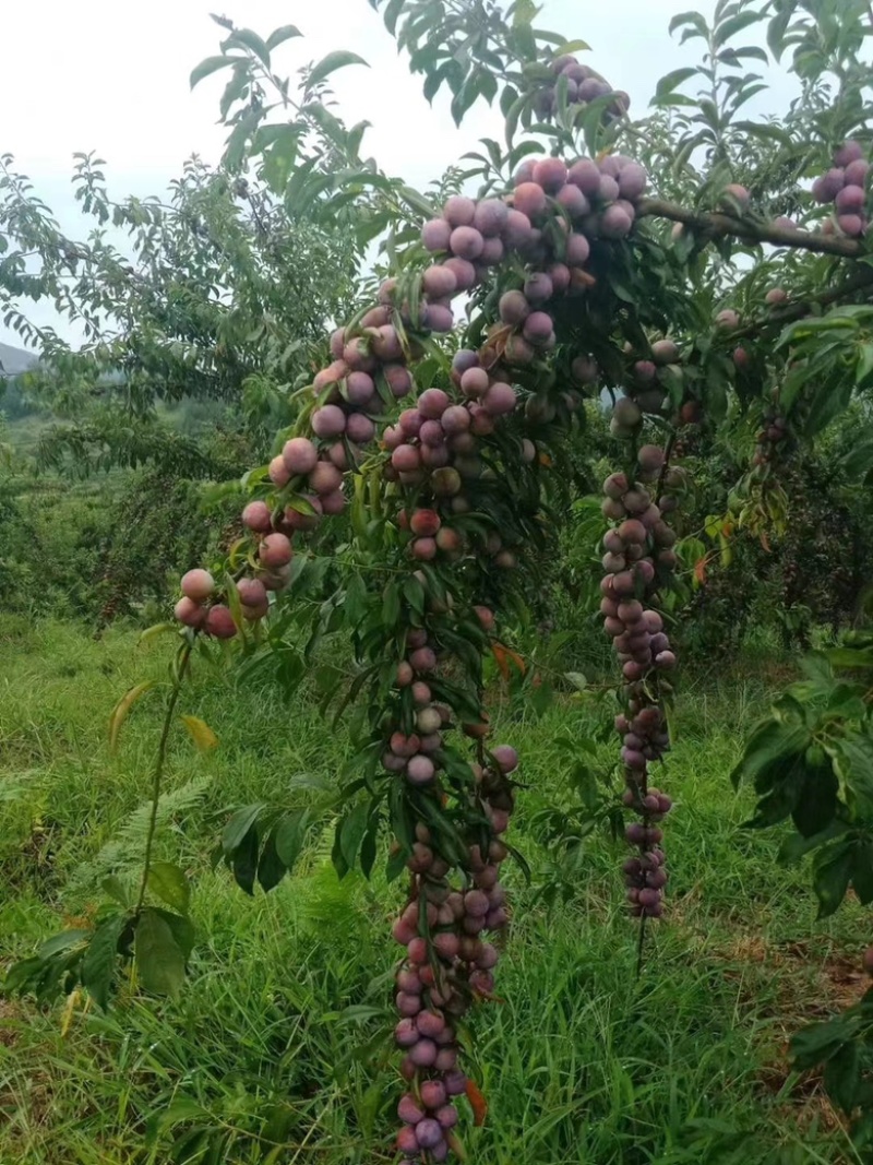 珍珠李，脆皮李，熟透时肉甜汁多，皮薄