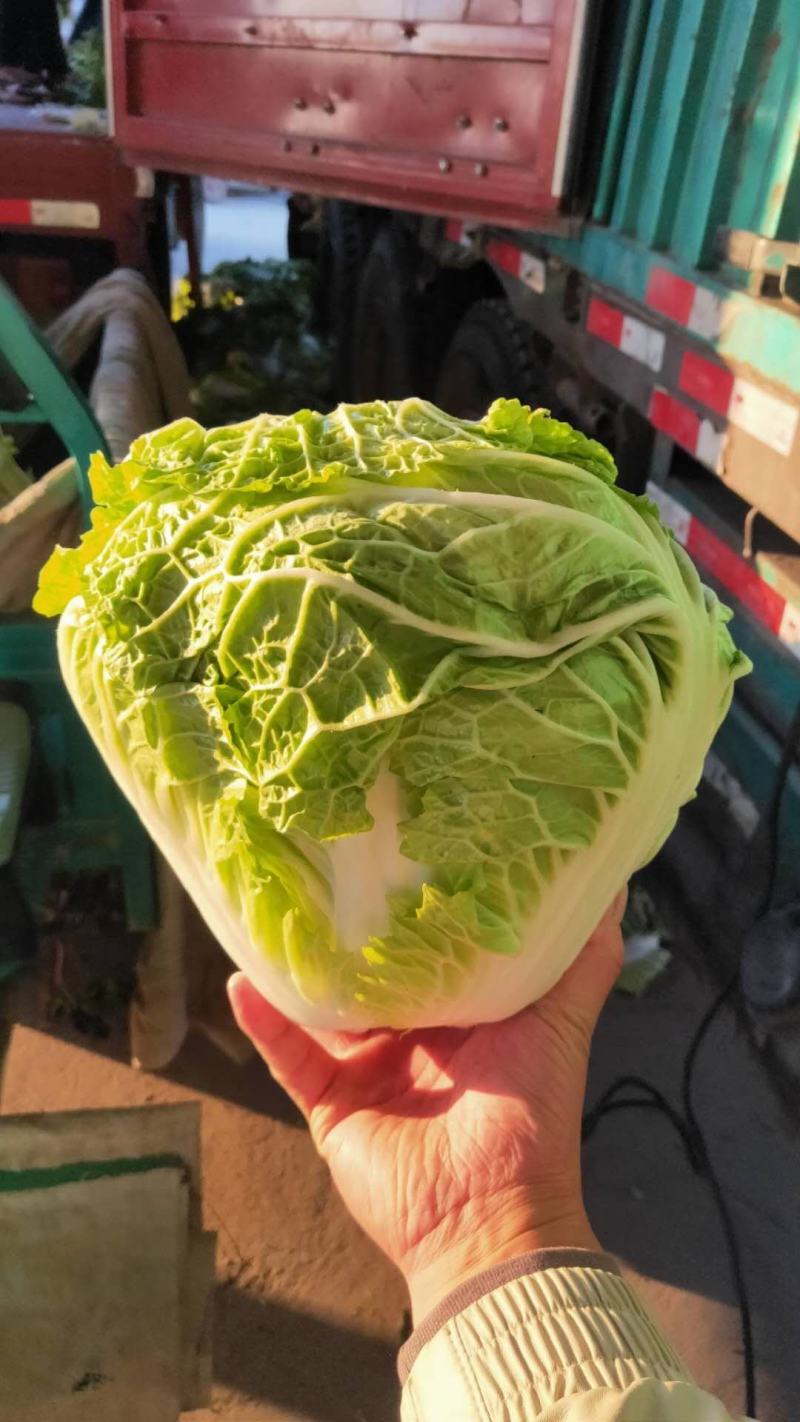 【白菜】河南大白菜大量上市产地直发一手货源可视频看货电联