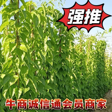 精品炮仗花各种规格尺寸现货漳州炮仗花种植基地苗农直销
