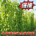 精品炮仗花各种规格尺寸现货漳州炮仗花种植基地苗农直销