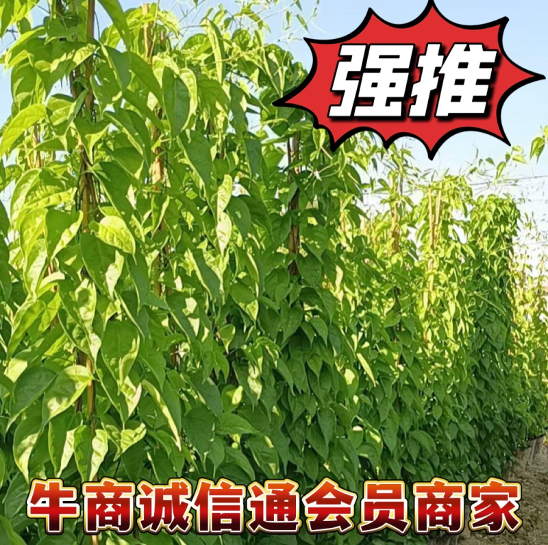 精品炮仗花各种规格尺寸现货漳州炮仗花种植基地苗农直销