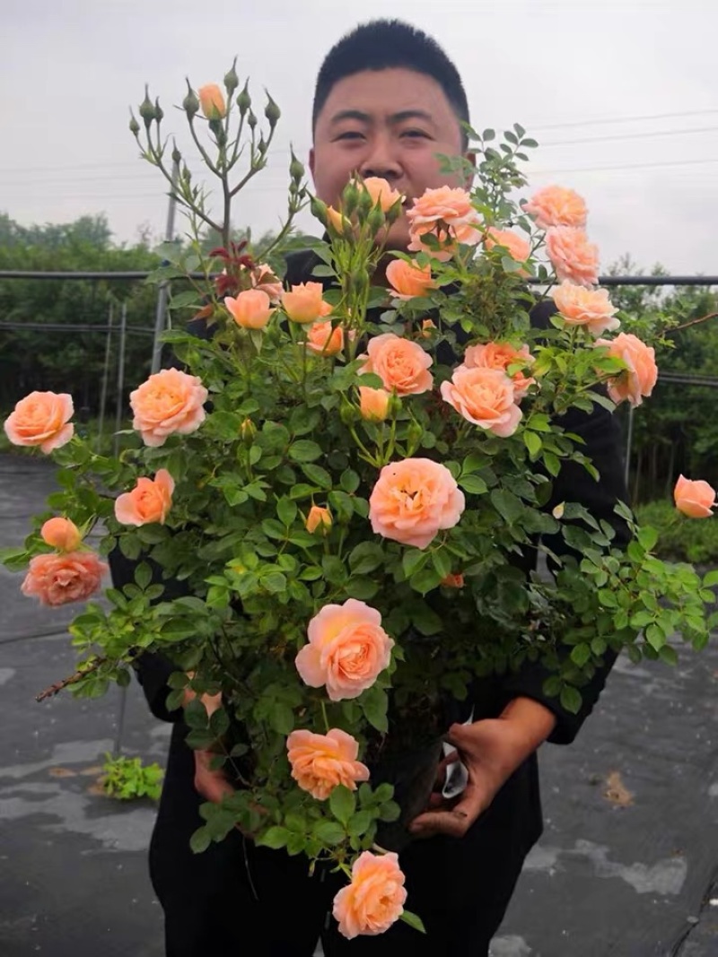 藤本月季爬藤月季大游行胭脂扣粉龙蓝色阴雨