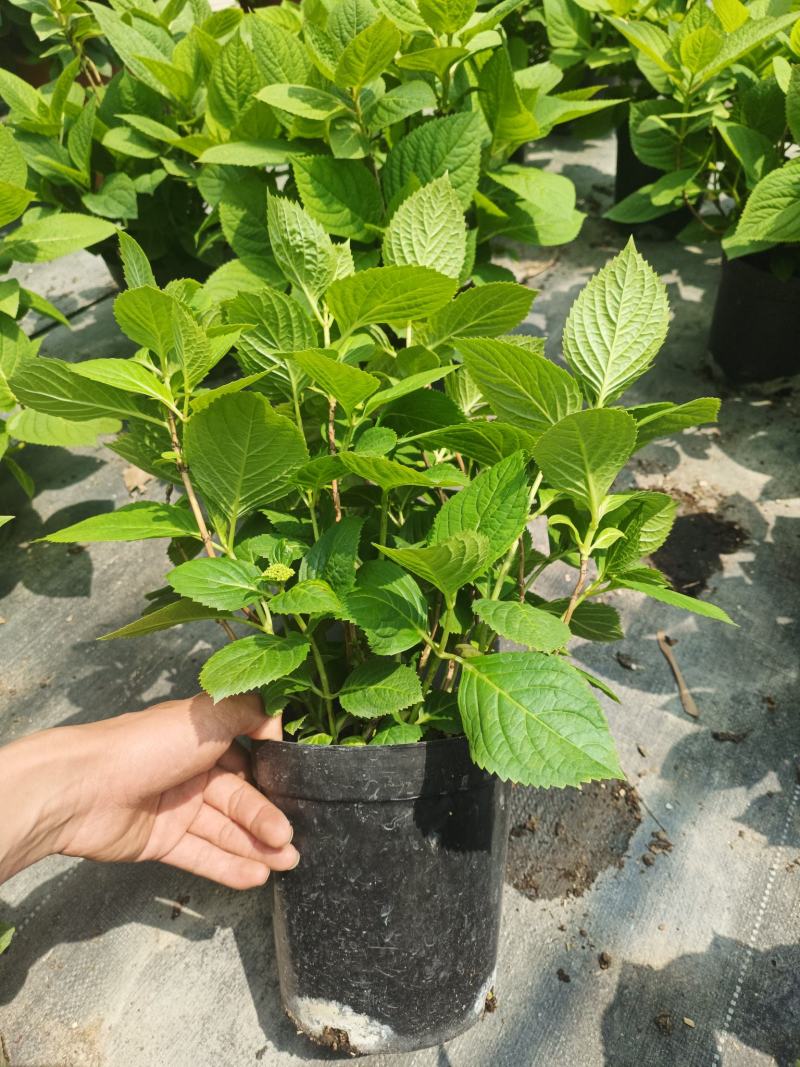 各种品种，各种规格绣球花基地一手货源！看上的老板联系