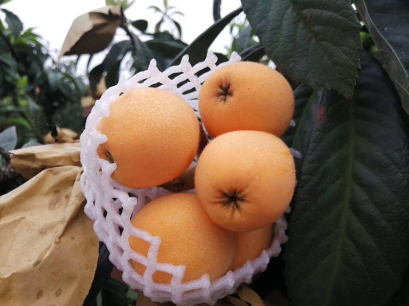 枇杷