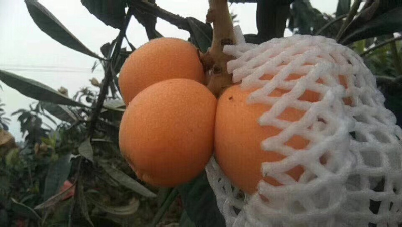 枇杷