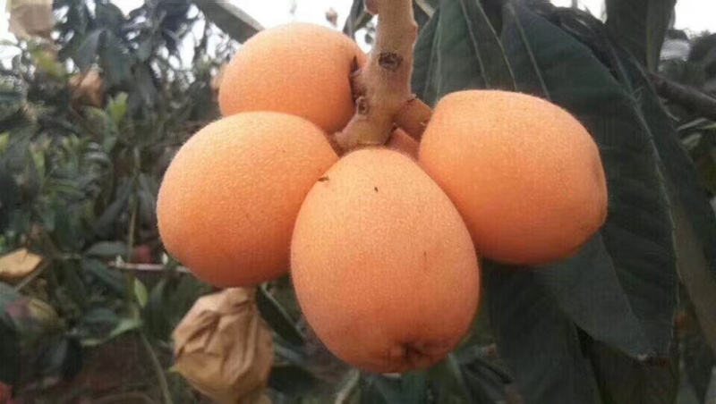 枇杷