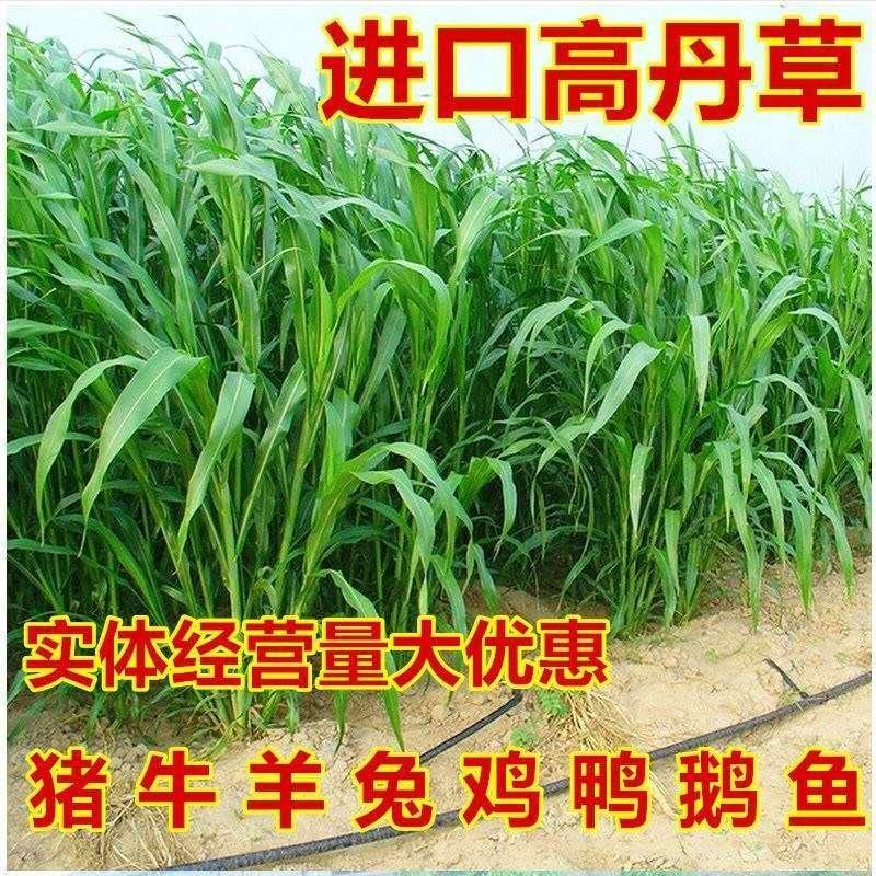 【热卖】高丹草种子，产地直供，量大价优，欢迎进店联系