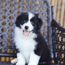 边牧边境牧羊犬幼崽疫苗驱虫已做可在线一对一挑选