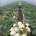 玉菇甜瓜
