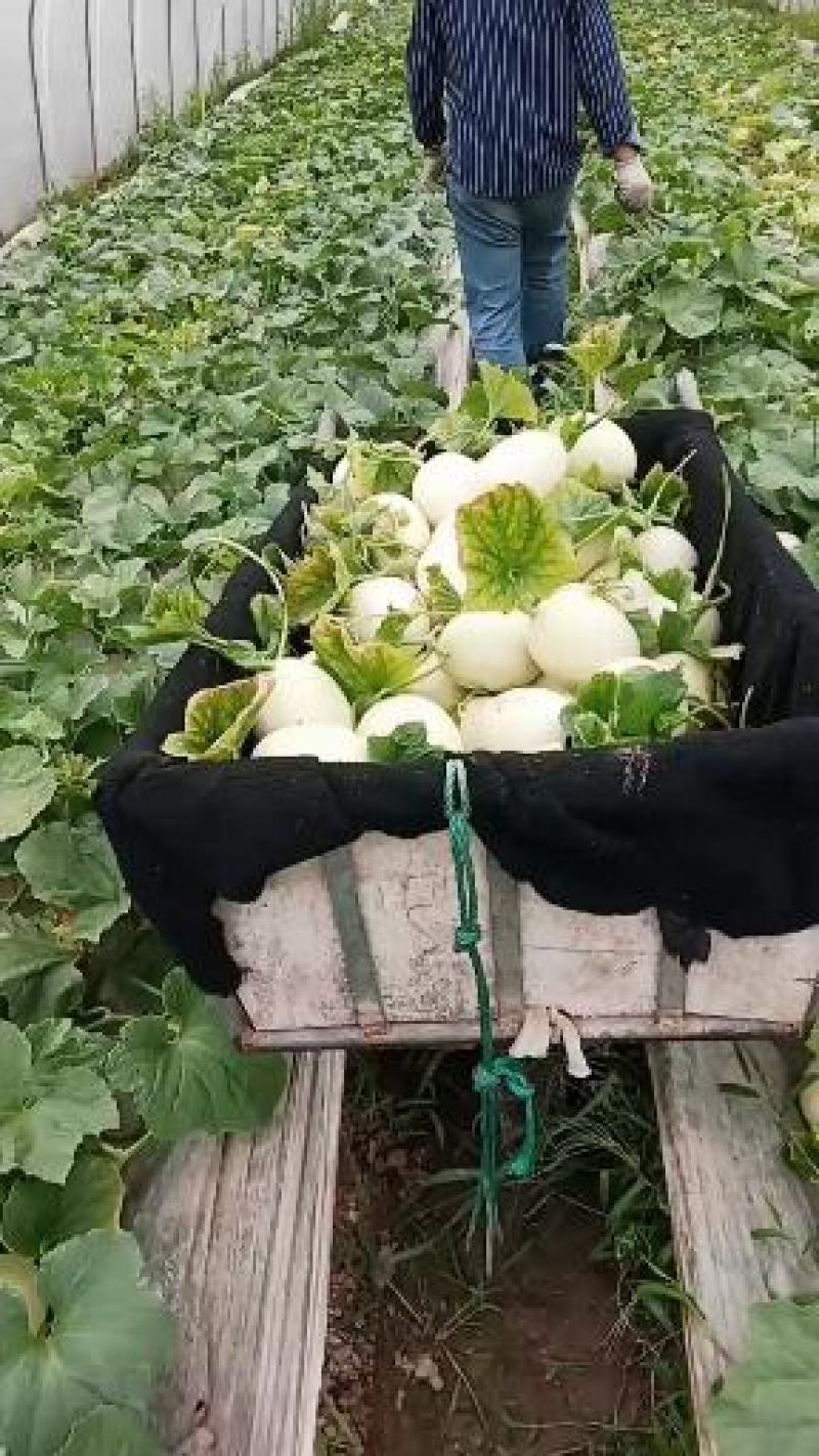 玉菇甜瓜