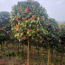 高杆精品茶花