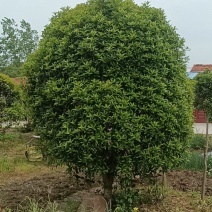 桂花树，河南精品黄金桂花树，成活率高易管理绿化树欢迎咨询