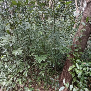 天竺桂树苗，自家地里的货，量大从优。