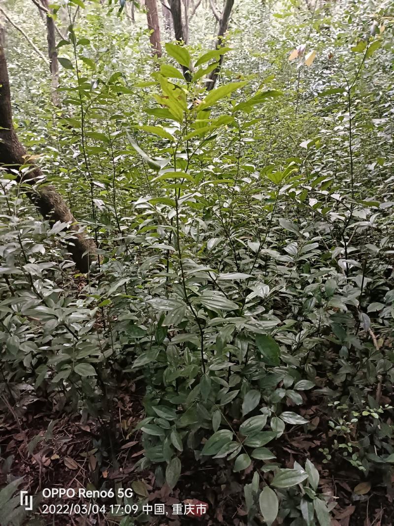 天竺桂树苗，自家地里的货，量大从优。