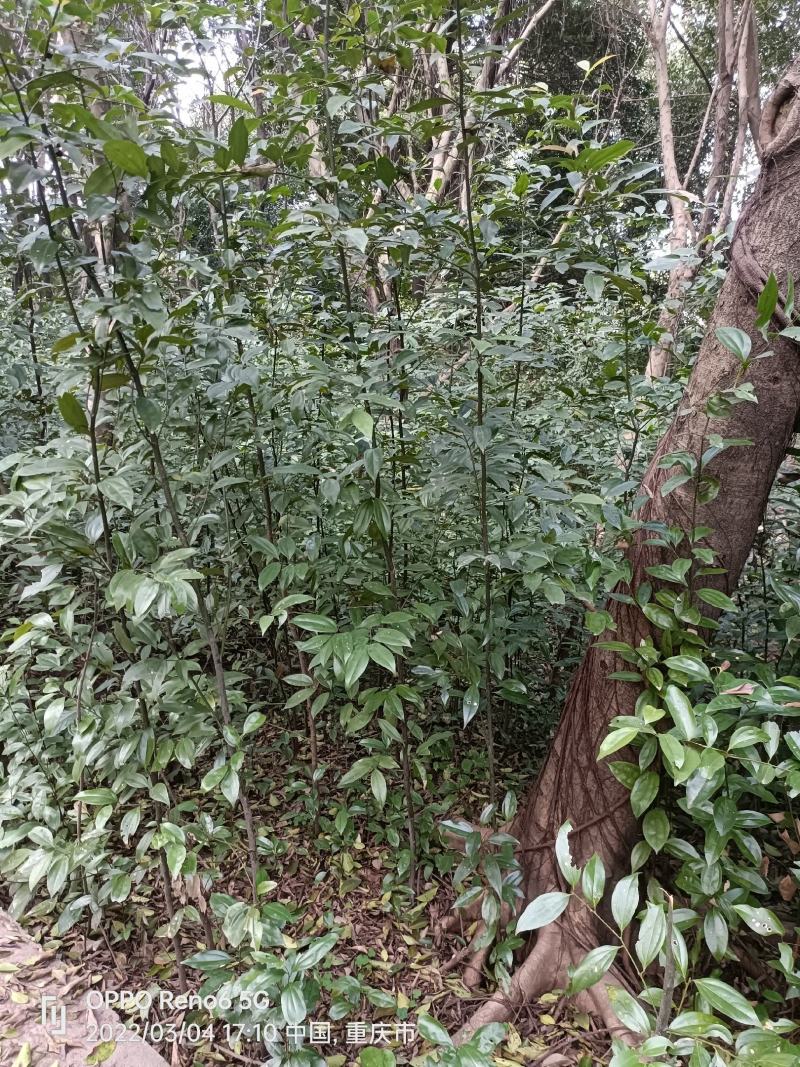 天竺桂树苗，自家地里的货，量大从优。