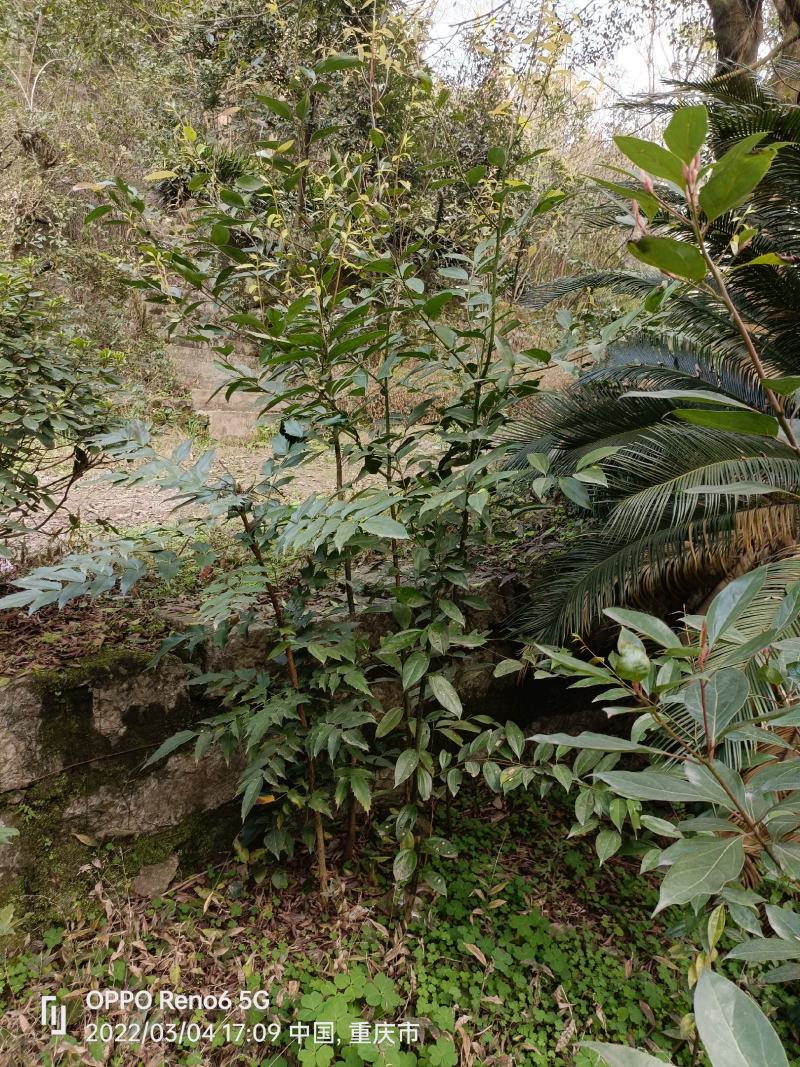 天竺桂树苗，自家地里的货，量大从优。