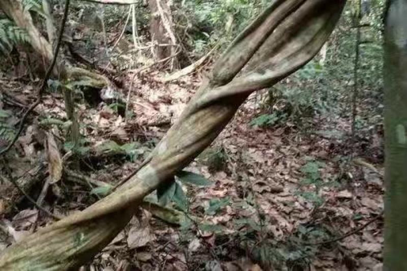 野生大山里的新鲜鸡血藤大量供应欢迎各位老板订购