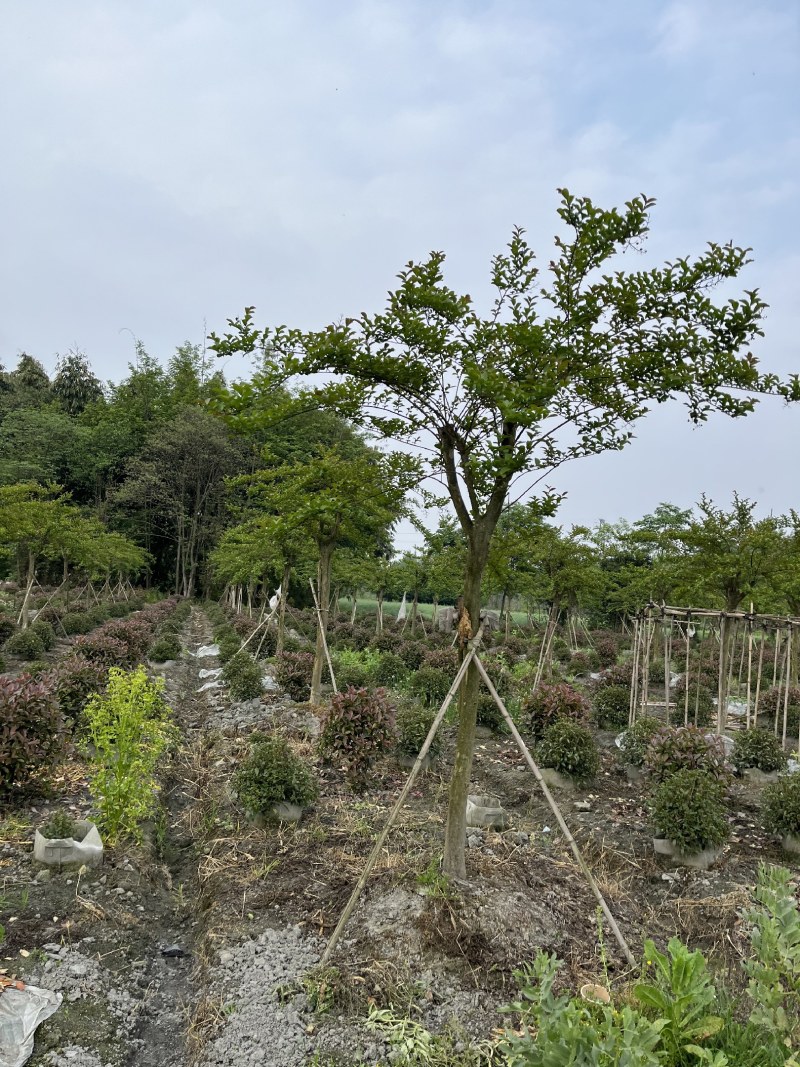 紫薇批发，紫薇基地，紫薇价格