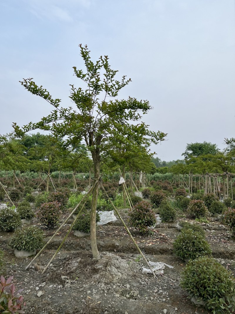 紫薇批发，紫薇基地，紫薇价格