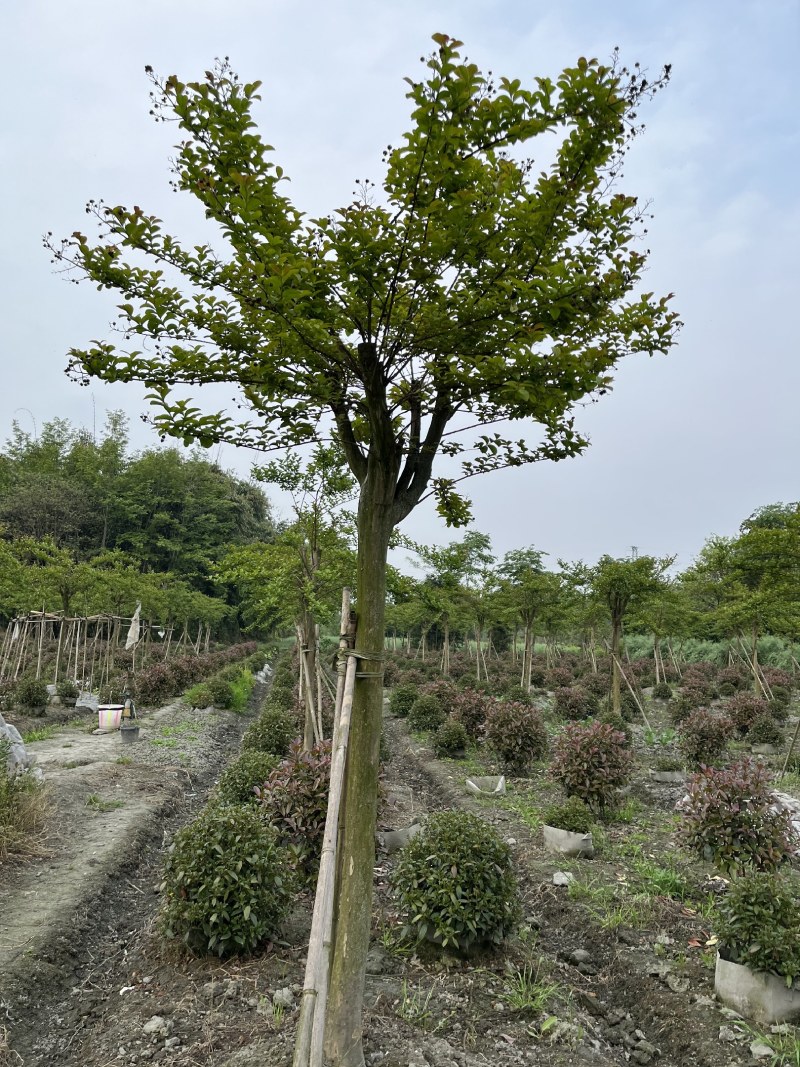 紫薇批发，紫薇基地，紫薇价格