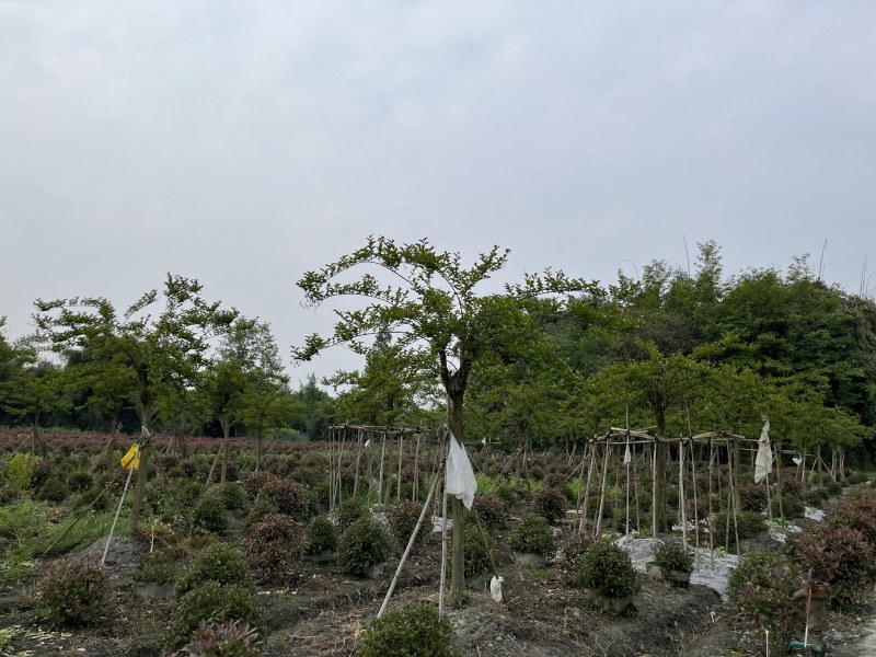 紫薇批发，紫薇基地，紫薇价格