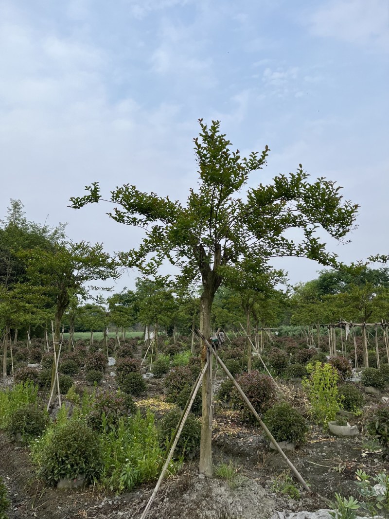 紫薇批发，紫薇基地，紫薇价格