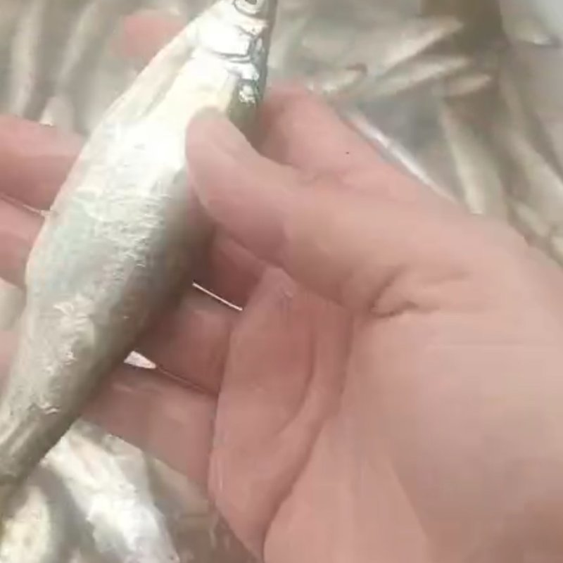餐条鱼，棍子鱼，船丁，棒棒鱼，马口鱼