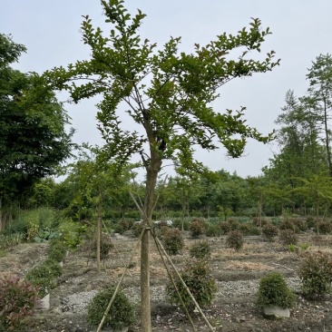 紫薇批发，紫薇基地，紫薇价格