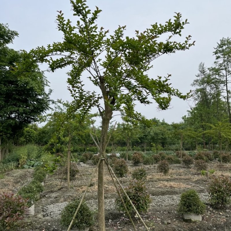 紫薇批发，紫薇基地，紫薇价格