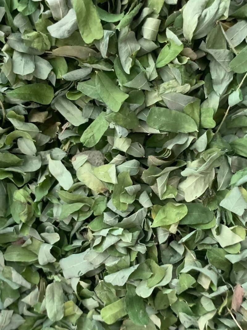 鸡骨草叶子【包邮】三斤起发货可批量可零售量大从优