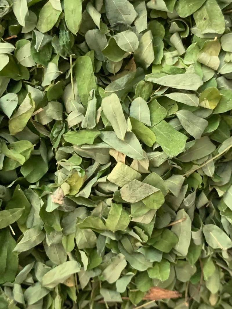 鸡骨草叶子【包邮】三斤起发货可批量可零售量大从优