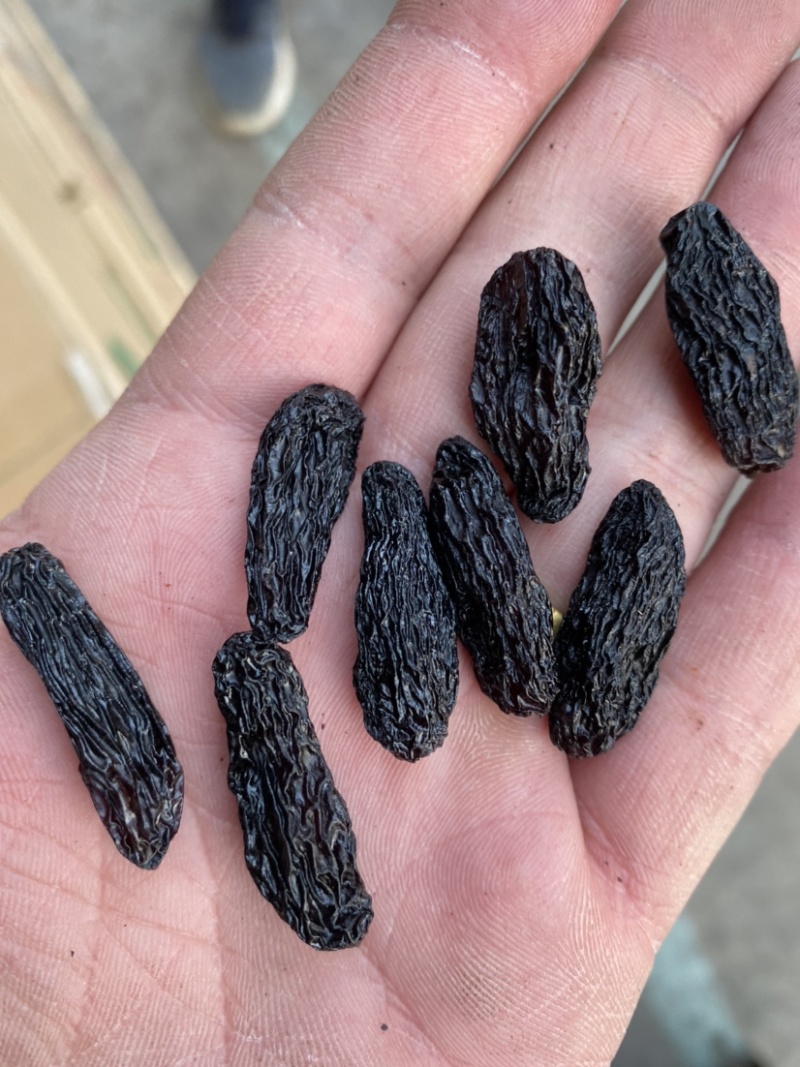 产自吐鲁番的黑美人葡萄干，自然晾干清水清洗