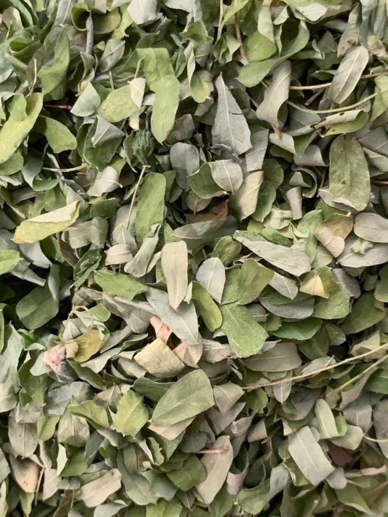 鸡骨草叶子【包邮】三斤起发货可批量可零售量大从优