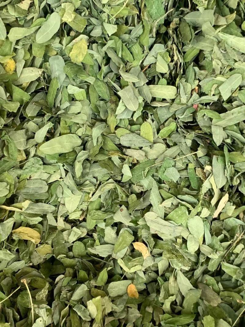 鸡骨草叶子【包邮】三斤起发货可批量可零售量大从优
