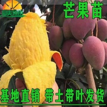 正宗嫁接苗四季蜜芒，金煌芒，贵妃芒，台农芒带土带叶发货