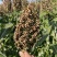 抗虫酿酒专用糯高粱冀酿2号，高粱价格高矮杆大穗产量高
